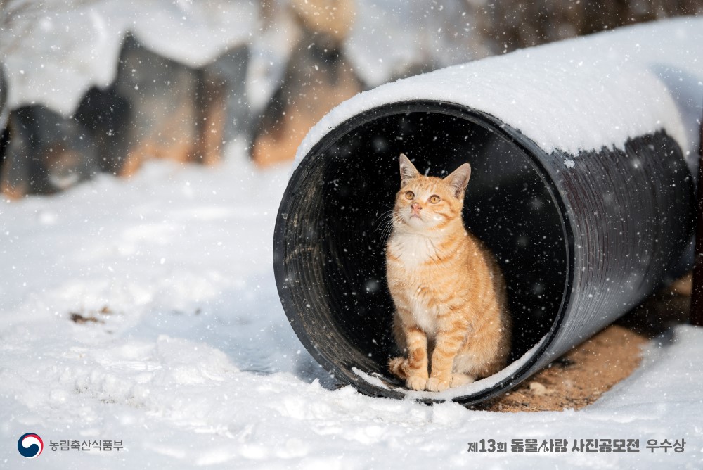 고양이가 앉아서 눈이 내리는 것을 보고 있는 사진, 제목 '봄을 기다리며', 제13회 동물사랑 사진공모전 우수상