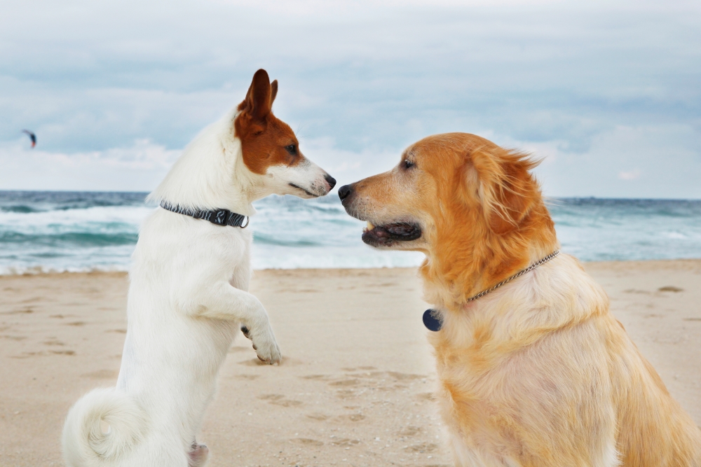 강아지 두마리가 서로 마주보고 인사를 하고 있는 사진, 제목 '안녕 친구야!', 우수상, 이지은